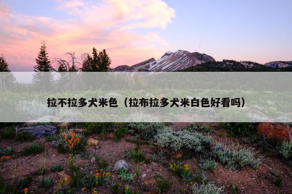 拉不拉多犬米色（拉布拉多犬米白色好看吗）