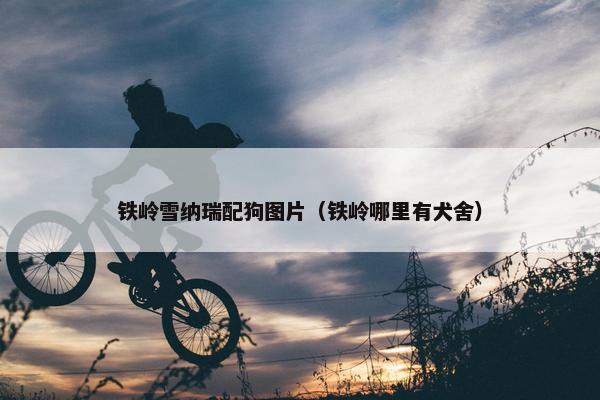 铁岭雪纳瑞配狗图片（铁岭哪里有犬舍）