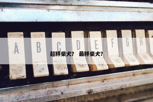 超胖柴犬？ 最胖柴犬？