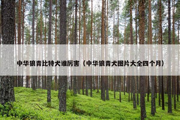 中华狼青比特犬谁厉害（中华狼青犬图片大全四个月）