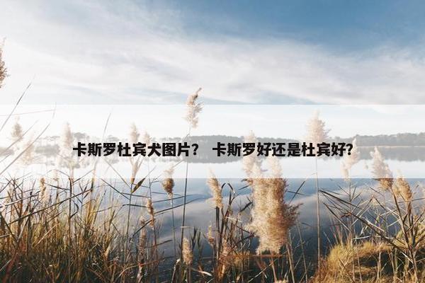 卡斯罗杜宾犬图片？ 卡斯罗好还是杜宾好？