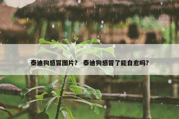 泰迪狗感冒图片？ 泰迪狗感冒了能自愈吗？