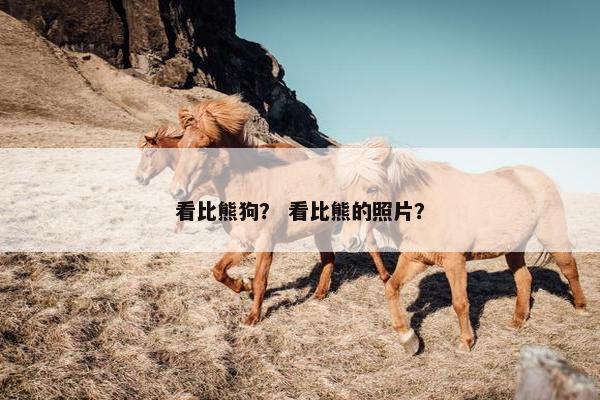 看比熊狗？ 看比熊的照片？