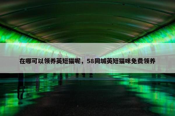 在哪可以领养英短猫呢，58同城英短猫咪免费领养