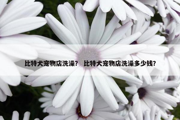 比特犬宠物店洗澡？ 比特犬宠物店洗澡多少钱？