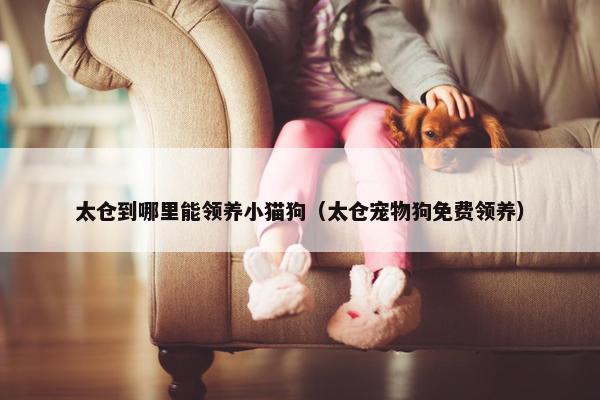 太仓到哪里能领养小猫狗（太仓宠物狗免费领养）