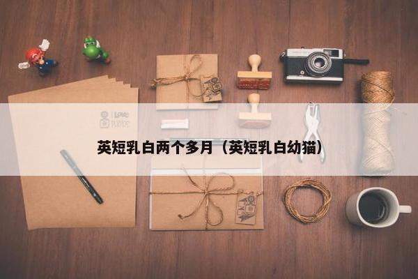 英短乳白两个多月（英短乳白幼猫）