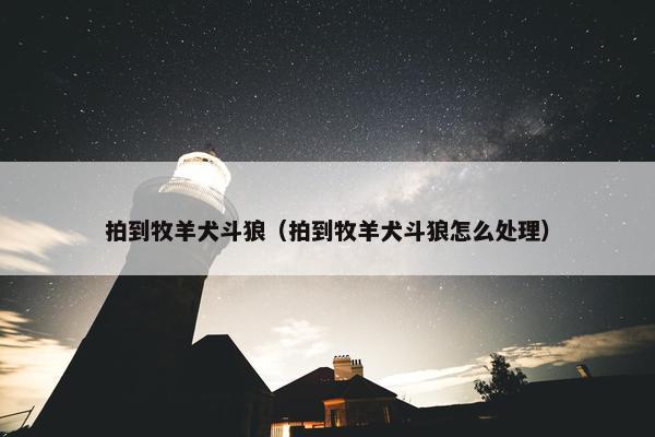 拍到牧羊犬斗狼（拍到牧羊犬斗狼怎么处理）