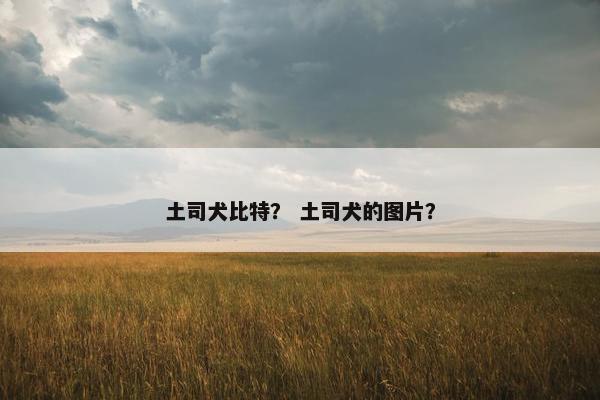 土司犬比特？ 土司犬的图片？