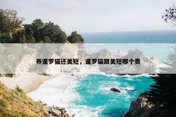 养暹罗猫还美短，暹罗猫跟美短哪个贵