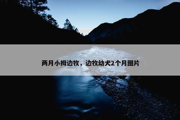 两月小拇边牧，边牧幼犬2个月图片