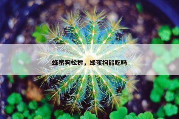 蜂蜜狗松狮，蜂蜜狗能吃吗