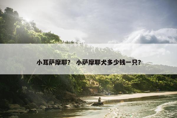 小耳萨摩耶？ 小萨摩耶犬多少钱一只？