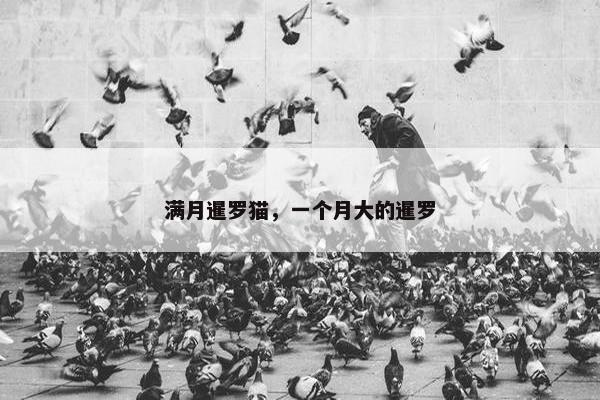 满月暹罗猫，一个月大的暹罗