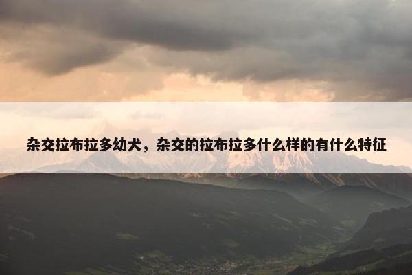 杂交拉布拉多幼犬，杂交的拉布拉多什么样的有什么特征