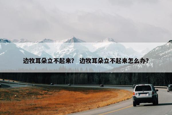 边牧耳朵立不起来？ 边牧耳朵立不起来怎么办？