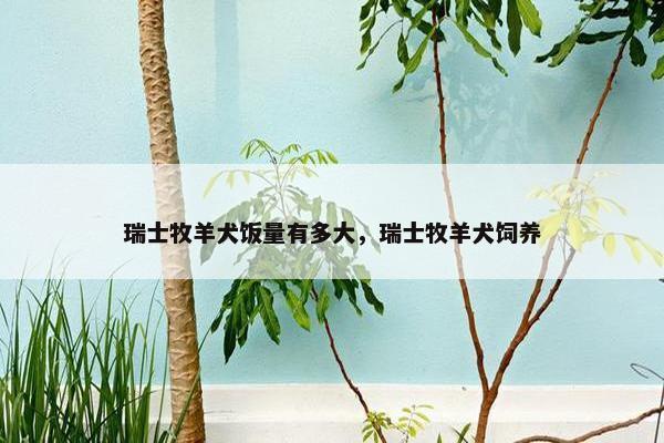 瑞士牧羊犬饭量有多大，瑞士牧羊犬饲养