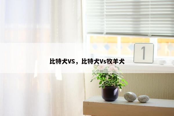 比特犬VS，比特犬Vs牧羊犬