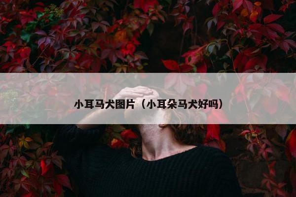 小耳马犬图片（小耳朵马犬好吗）
