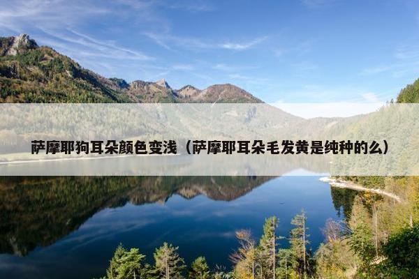 萨摩耶狗耳朵颜色变浅（萨摩耶耳朵毛发黄是纯种的么）