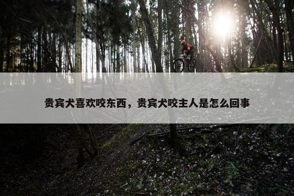 贵宾犬喜欢咬东西，贵宾犬咬主人是怎么回事
