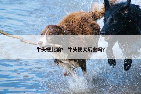 牛头梗比狼？ 牛头梗犬厉害吗？
