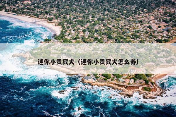 迷你小贵宾犬（迷你小贵宾犬怎么养）