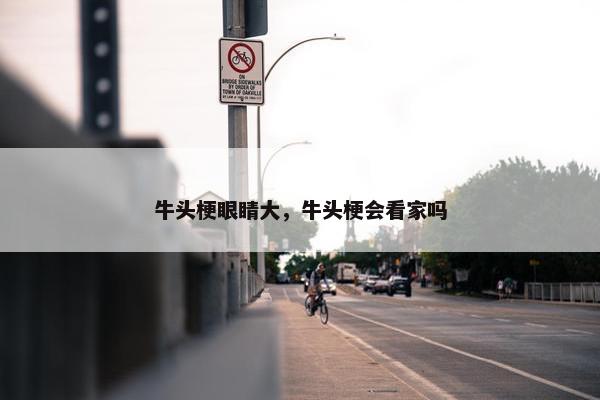 牛头梗眼睛大，牛头梗会看家吗