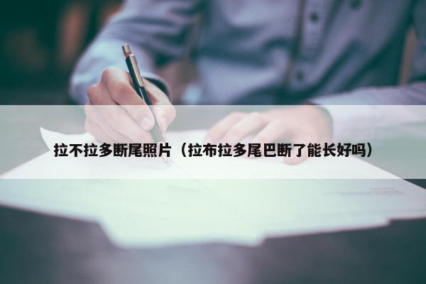 拉不拉多断尾照片（拉布拉多尾巴断了能长好吗）