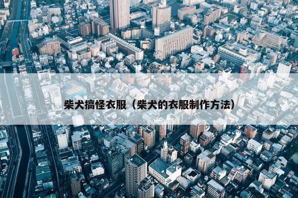 柴犬搞怪衣服（柴犬的衣服制作方法）