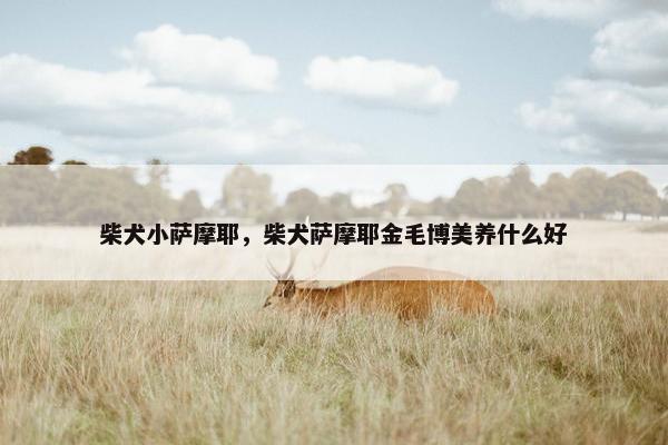 柴犬小萨摩耶，柴犬萨摩耶金毛博美养什么好