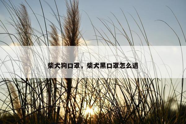 柴犬狗口罩，柴犬黑口罩怎么退
