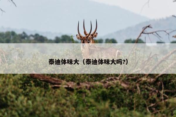 泰迪体味大（泰迪体味大吗?）