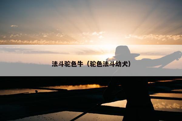 法斗驼色牛（驼色法斗幼犬）