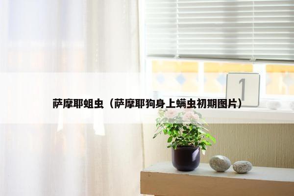 萨摩耶蛆虫（萨摩耶狗身上螨虫初期图片）