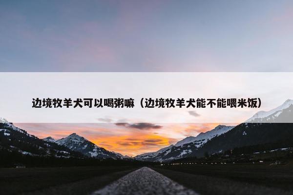 边境牧羊犬可以喝粥嘛（边境牧羊犬能不能喂米饭）