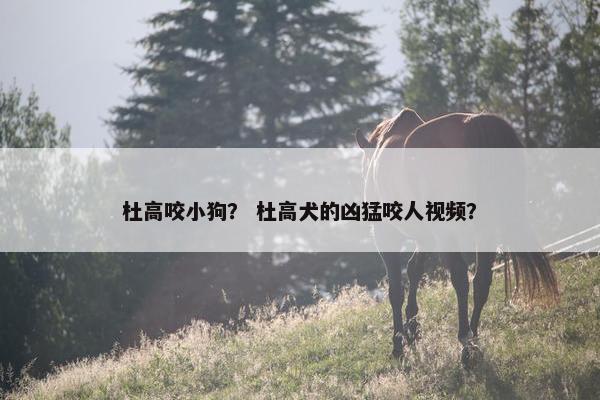 杜高咬小狗？ 杜高犬的凶猛咬人视频？