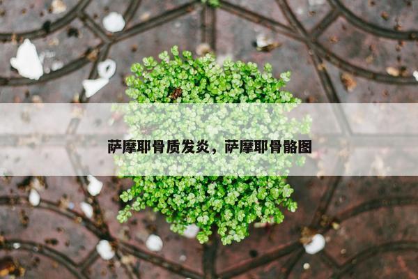 萨摩耶骨质发炎，萨摩耶骨骼图