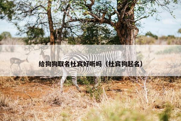 给狗狗取名杜宾好听吗（杜宾狗起名）