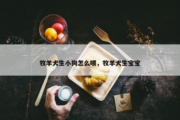 牧羊犬生小狗怎么喂，牧羊犬生宝宝