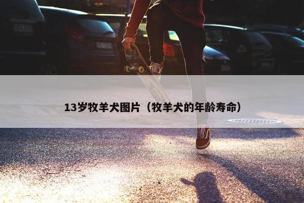 13岁牧羊犬图片（牧羊犬的年龄寿命）