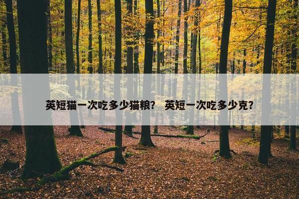 英短猫一次吃多少猫粮？ 英短一次吃多少克？
