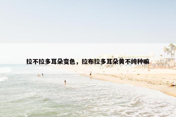 拉不拉多耳朵变色，拉布拉多耳朵黄不纯种嘛