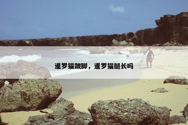 暹罗猫跛脚，暹罗猫腿长吗
