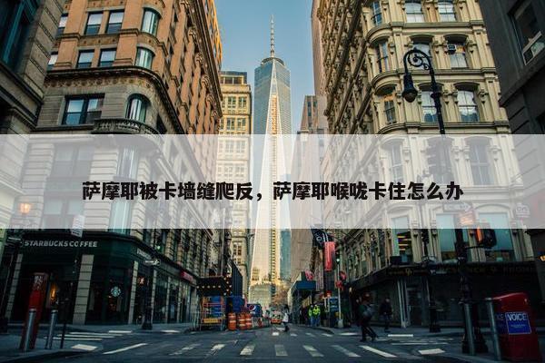 萨摩耶被卡墙缝爬反，萨摩耶喉咙卡住怎么办