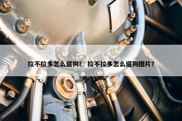 拉不拉多怎么遛狗？ 拉不拉多怎么遛狗图片？