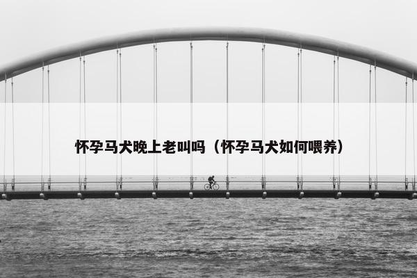 怀孕马犬晚上老叫吗（怀孕马犬如何喂养）