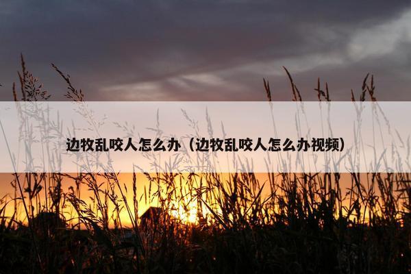 边牧乱咬人怎么办（边牧乱咬人怎么办视频）