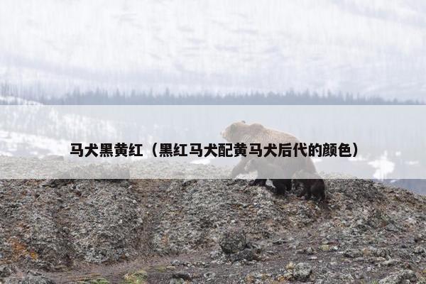 马犬黑黄红（黑红马犬配黄马犬后代的颜色）