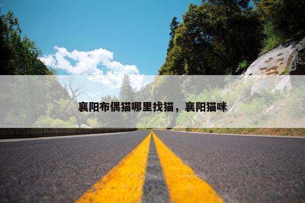 襄阳布偶猫哪里找猫，襄阳猫咪